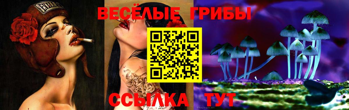 Псилоцибиновые грибы Psilocybe Абакан